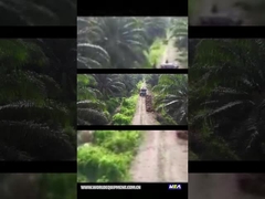 WEA18 पाम तेल ट्रैक्टर
