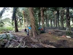 कृषि टायर 11L ईंधन टैंक क्षमता के साथ 2150 मिमी व्हीलबेस पाम ऑयल ट्रैक्टर