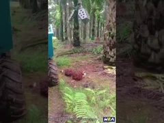 22HP इंडोनेशिया ताड़ के तेल ट्रैक्टर मिनी फार्म ट्रैक्टर अंगूर के साथ